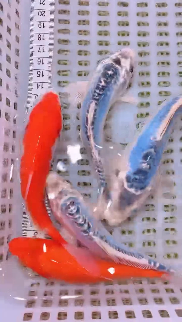 锦鲤冷水观赏鱼全场包邮89