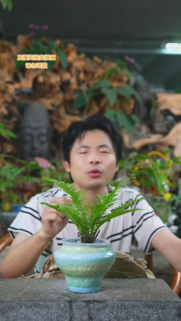 当前无花栽培后可以开花富贵蕨026T