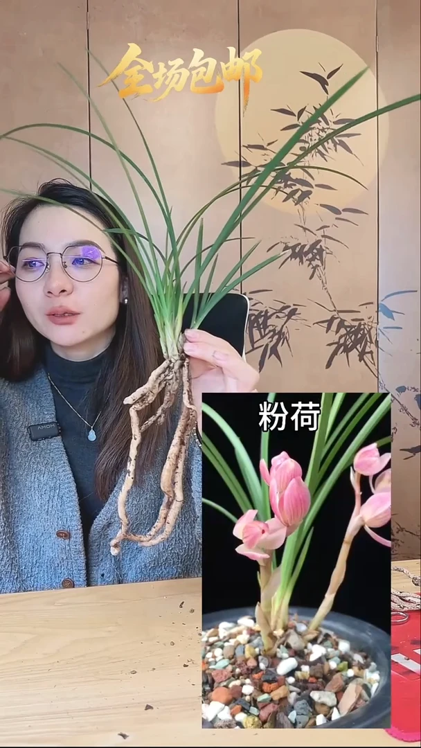 当前无花栽培后可以开花：粉荷