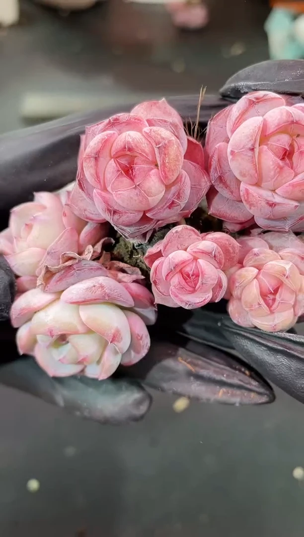 闪购2263  紫灵珠多肉一颗