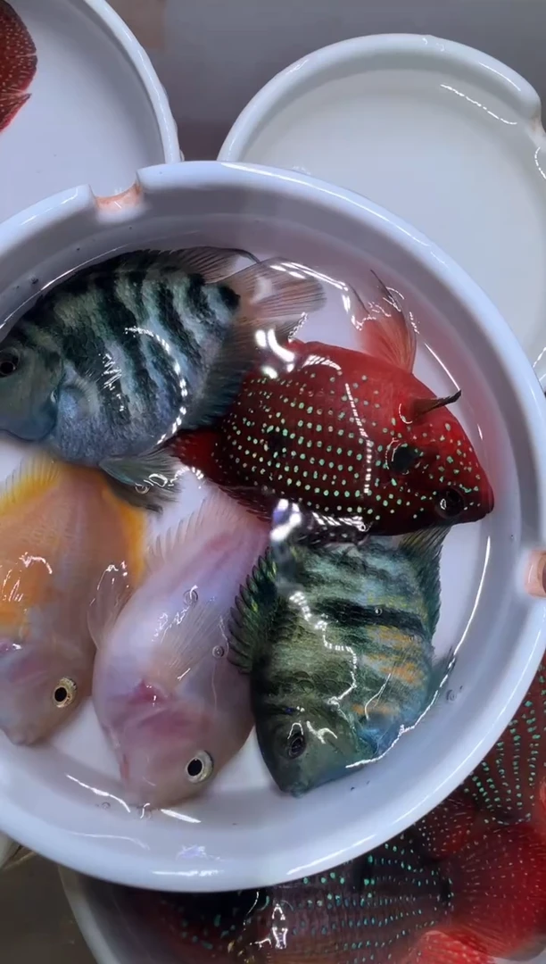 鹦鹉鱼一对宝蓝一对胭脂 红宝石球母