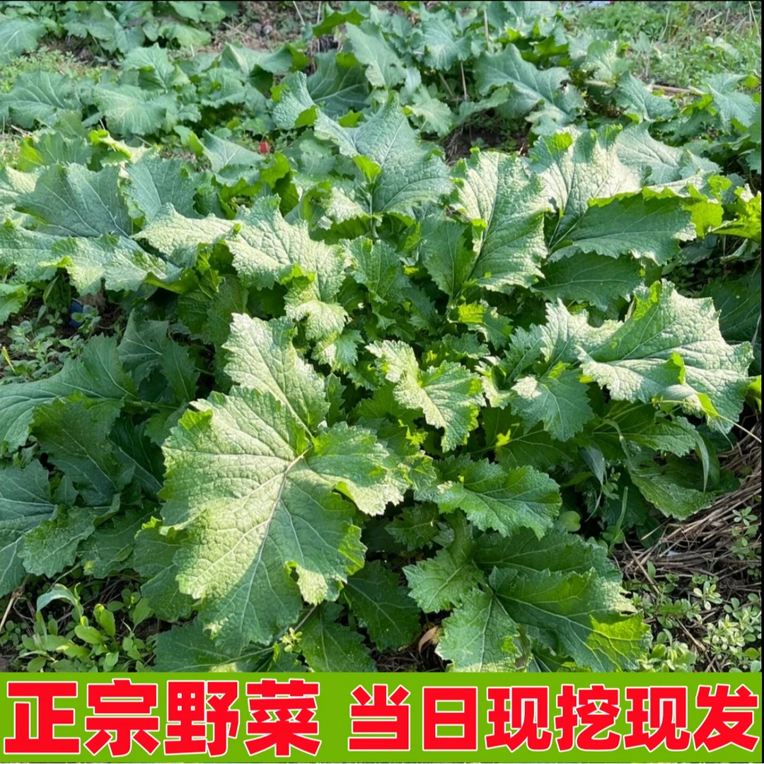 【旬阳特产】正宗露天农户自种油菜现摘现发可泡酸菜包邮
