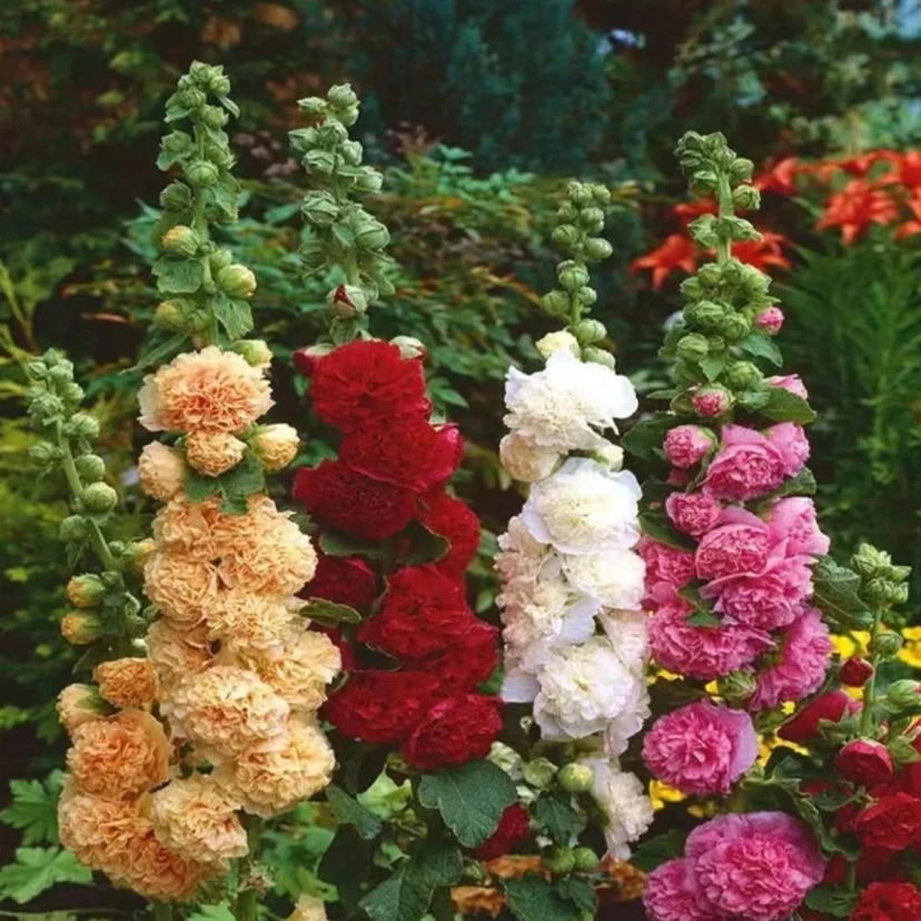 蜀葵种子混色一丈红重瓣蜀葵种子室外庭院多年生四季易活花卉种子