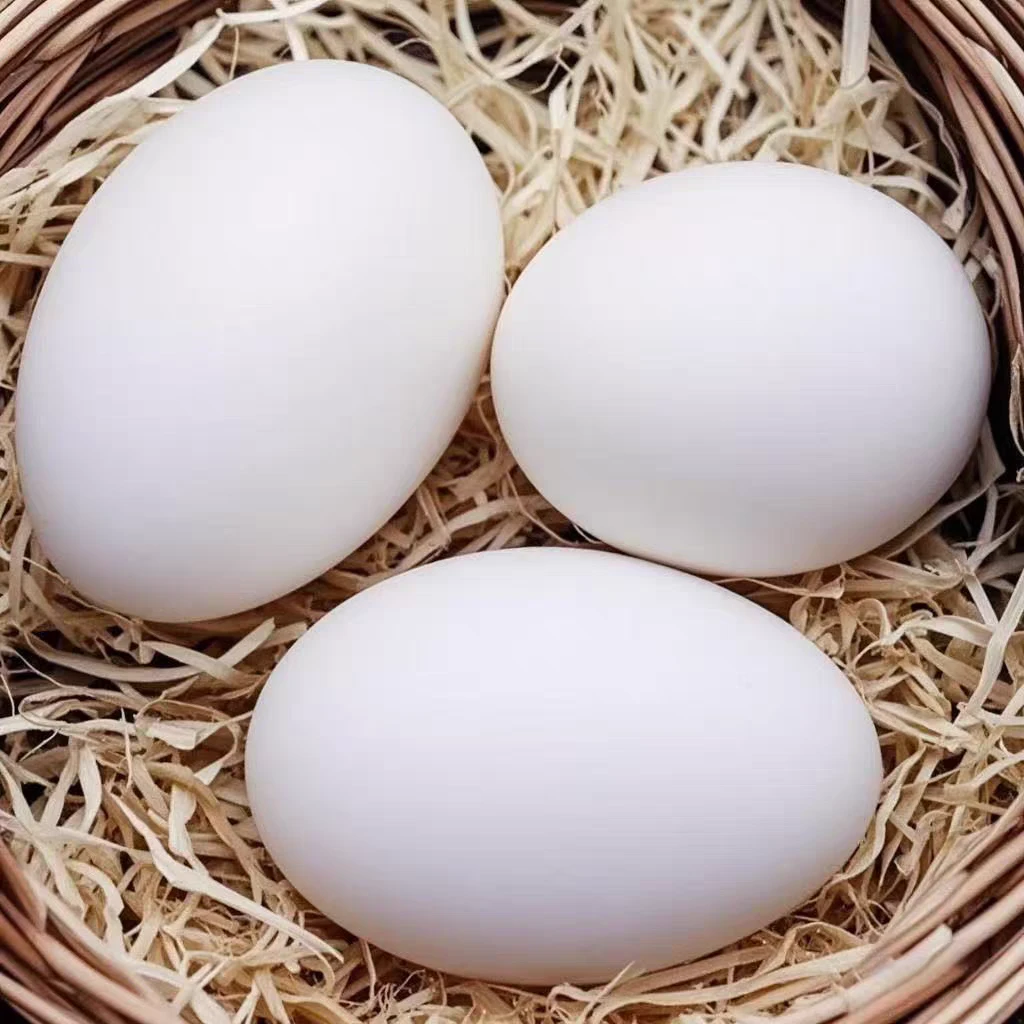 农场直发新鲜特大鹅蛋现捡现发包邮