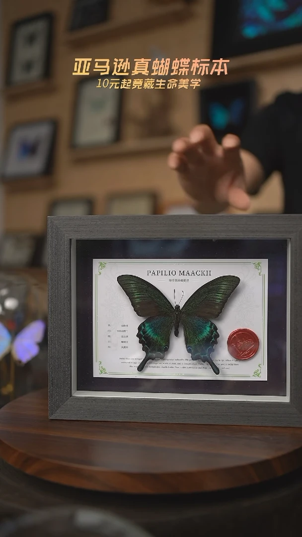 有机玻璃 绿带翠凤蝶夏