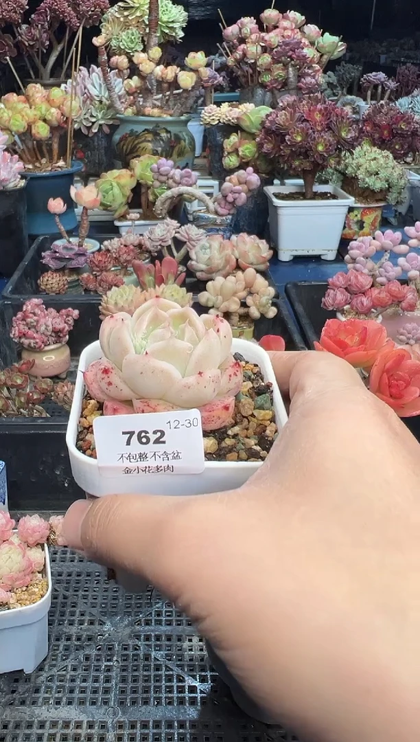 【闪购商品】762不带盆