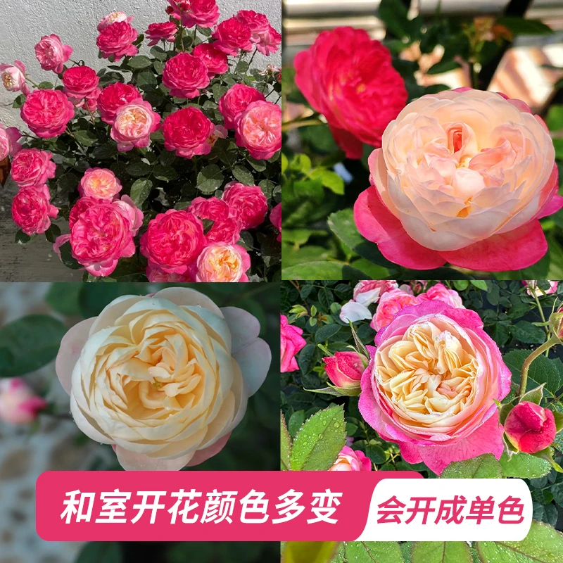 惠惠的花园灌木月季 和室 浓香阳台花苗盆栽网红植物月季花