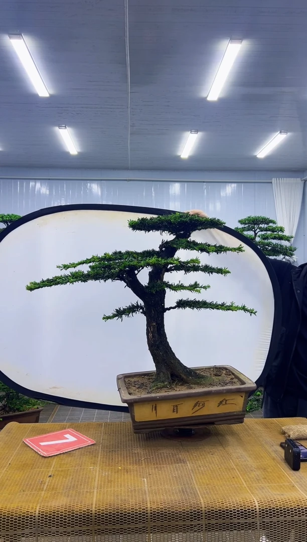 无花朵波*000000000000000