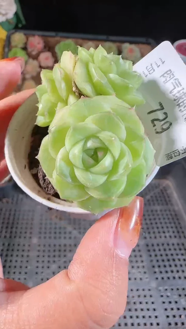 1113-729群生不包整