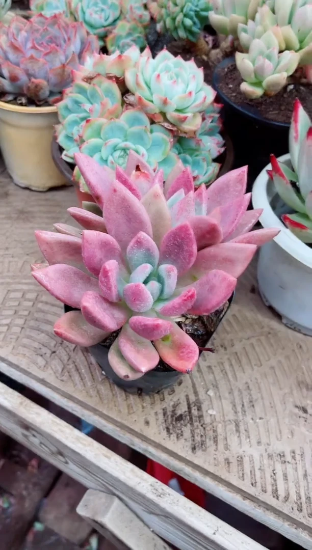 时****初10034多肉植物一物一拍