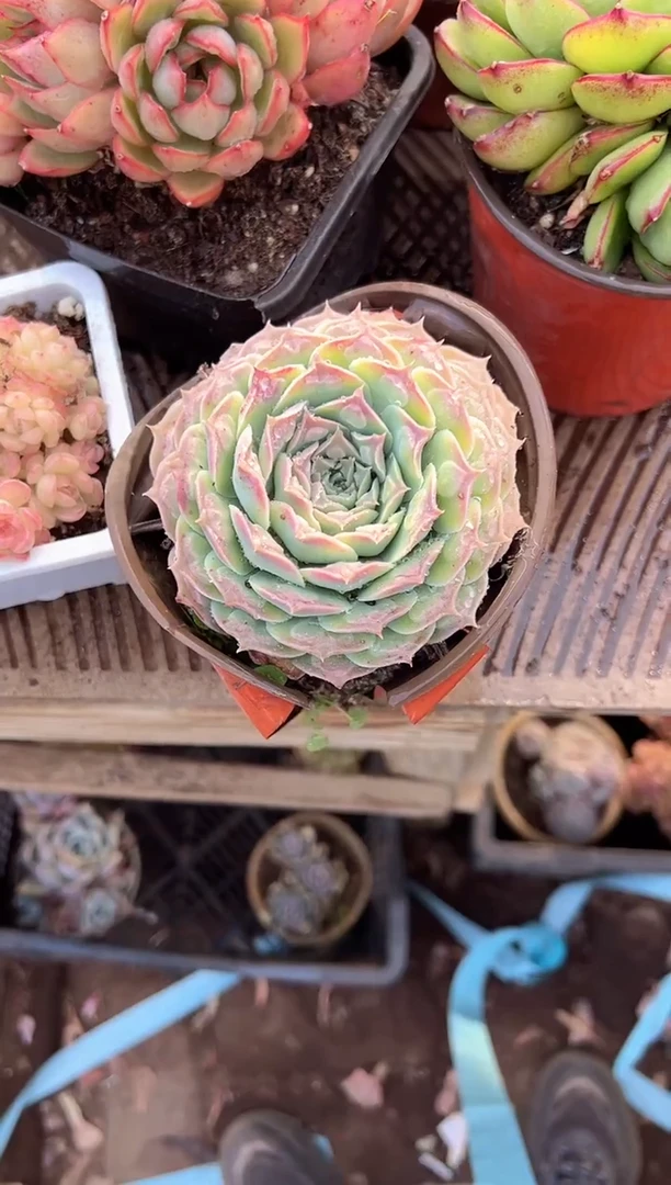 丹*阿迷洲多肉29387