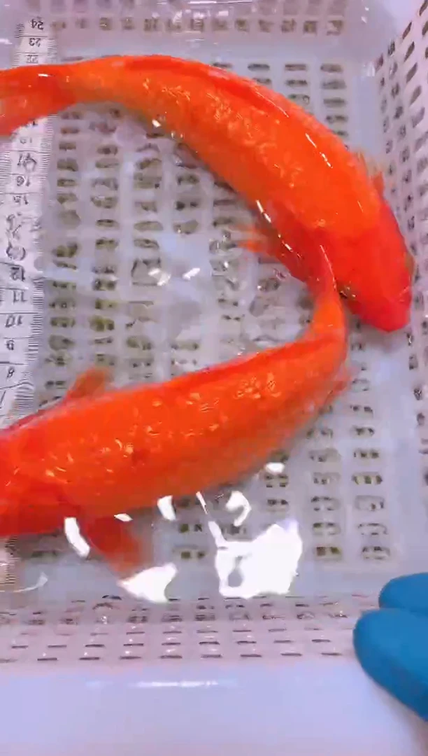 锦鲤冷水观赏鱼全场包邮201