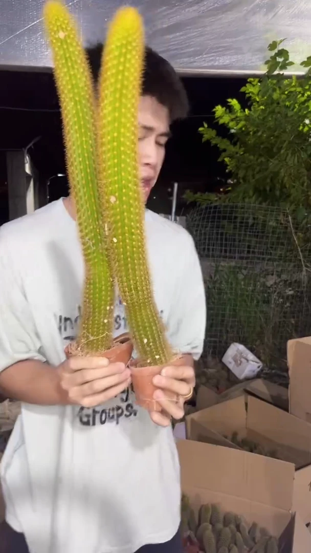 2颗 双色 金妞【带根】