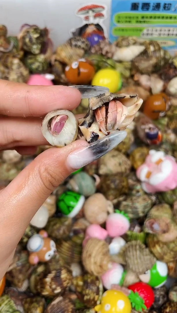 陌派甄选寄居蟹4748