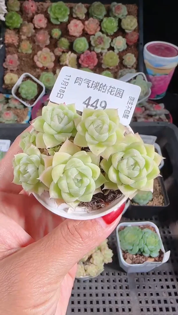 1118-449麦秆群生不包整