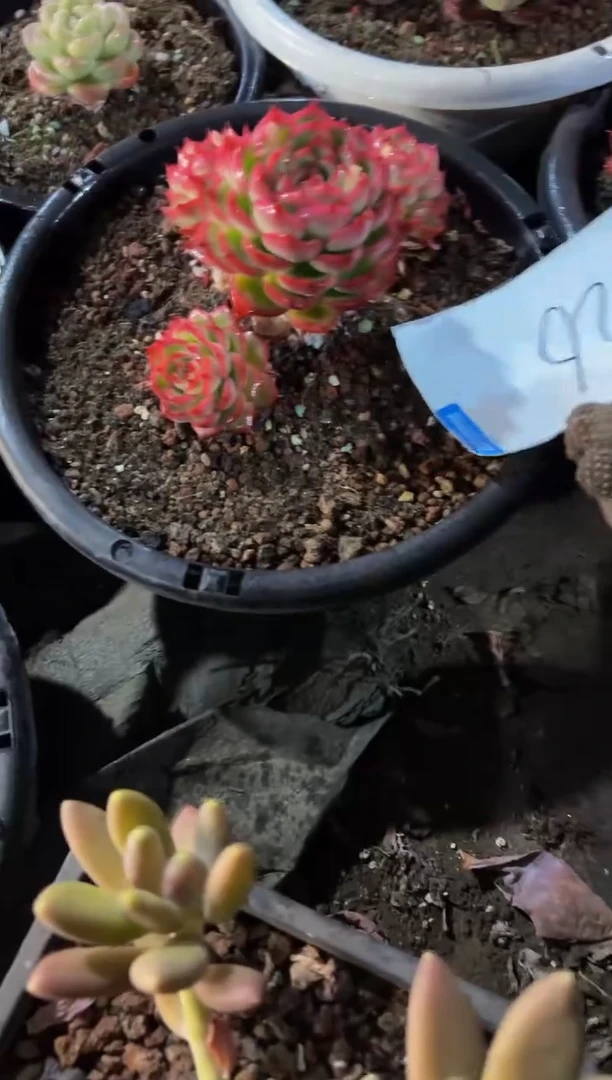 【闪购商品】126号两颗脱土包邮