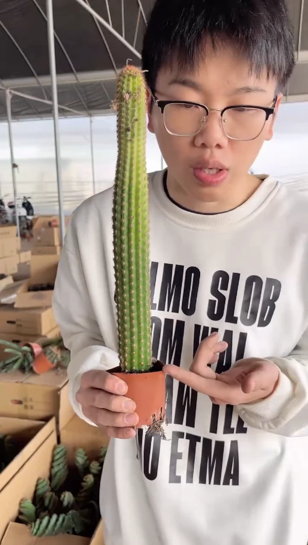 【闪购商品】2颗 卡布奇诺 高20-30cm