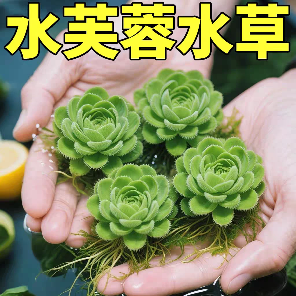 浮萍水草水面水生水培植物净化水质养鱼缸造景池塘庭院水养水芙蓉