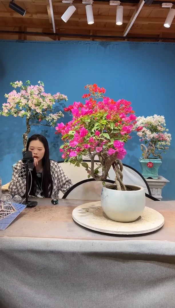 大量花朵（建议范围：8朵-15朵 或40%以上）金星双色三角梅