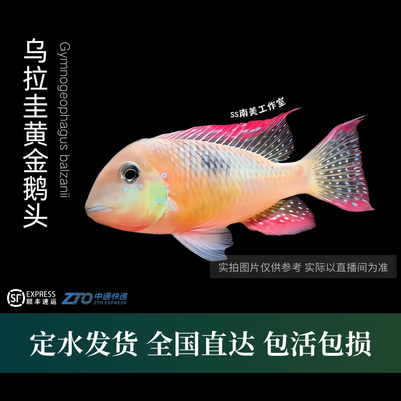 SS南美工作室 直播618福利单 食土雕