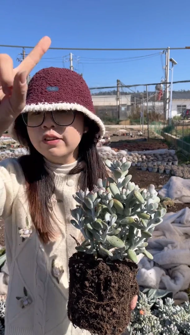 【闪购商品】16-乒乓福娘挑大的9.99