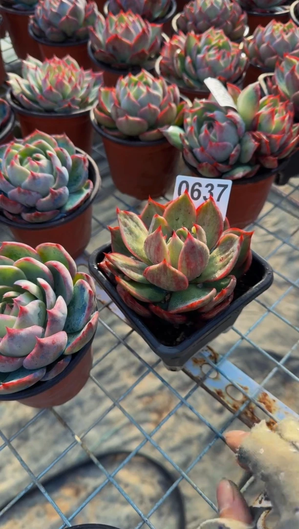 【闪购商品】0637惊鸿仙子（裸根发货）