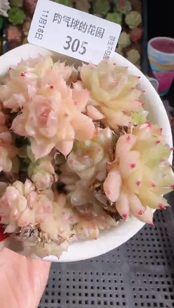 1118-305群生不包整