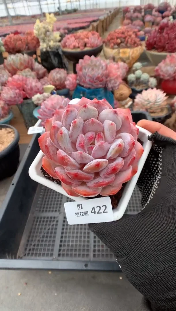 422紫皮橙多肉植物一物一拍