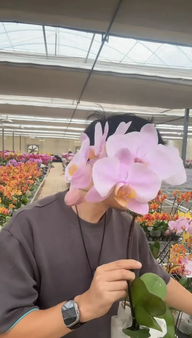 完全开放萨利纳斯一颗装3.0带花带花苞