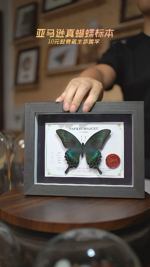 有机玻璃绿带翠凤蝶夏型国风版