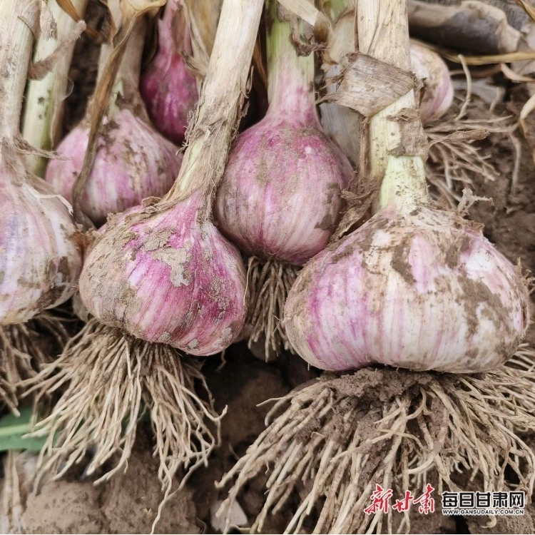 地士高大蒜高产全程管理方案