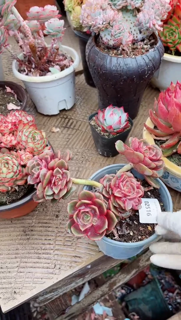 【闪购商品】03513