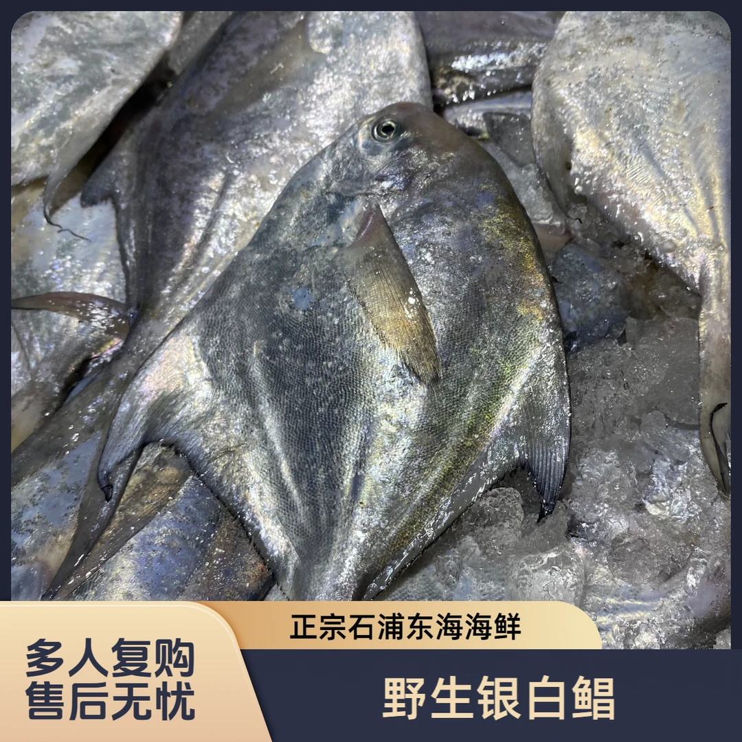 银白鲳鱼新鲜海捕深海鱼清蒸红烧肉质鲜嫩营养浙江宁波石浦海鲜