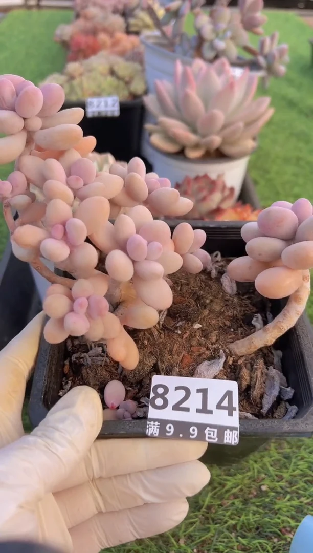 【闪购商品】信福多肉一物一拍