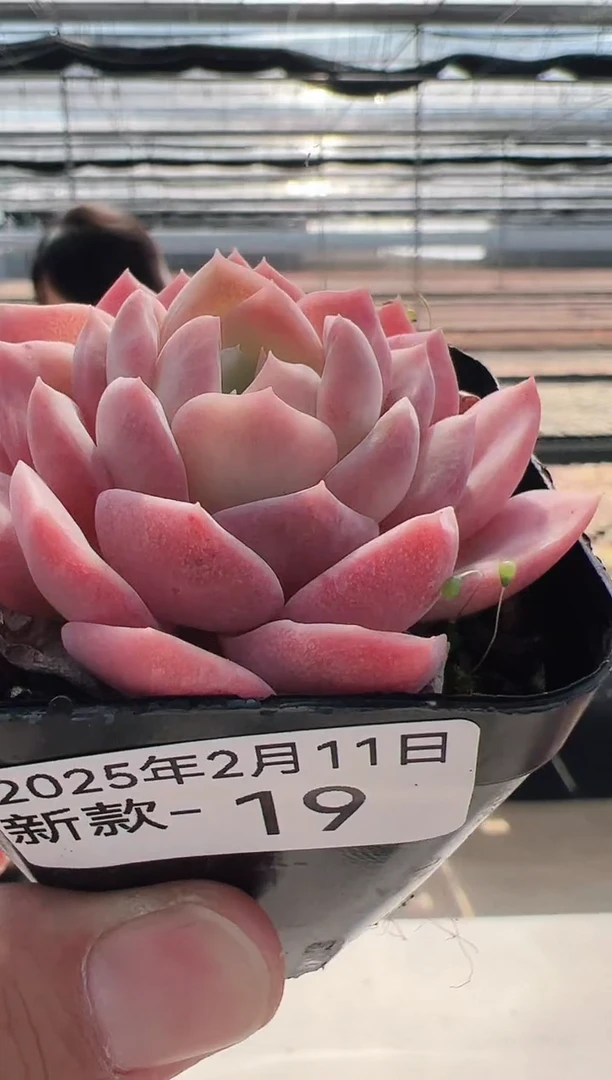 【闪购商品】新款多肉-19