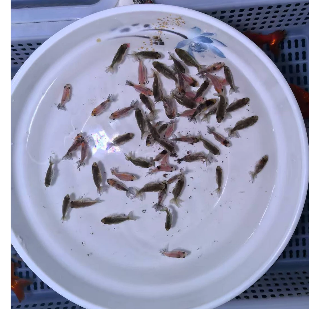 兰寿奶牛青皮精品鱼苗2-3cm左右（收到货无开箱视频不售后）