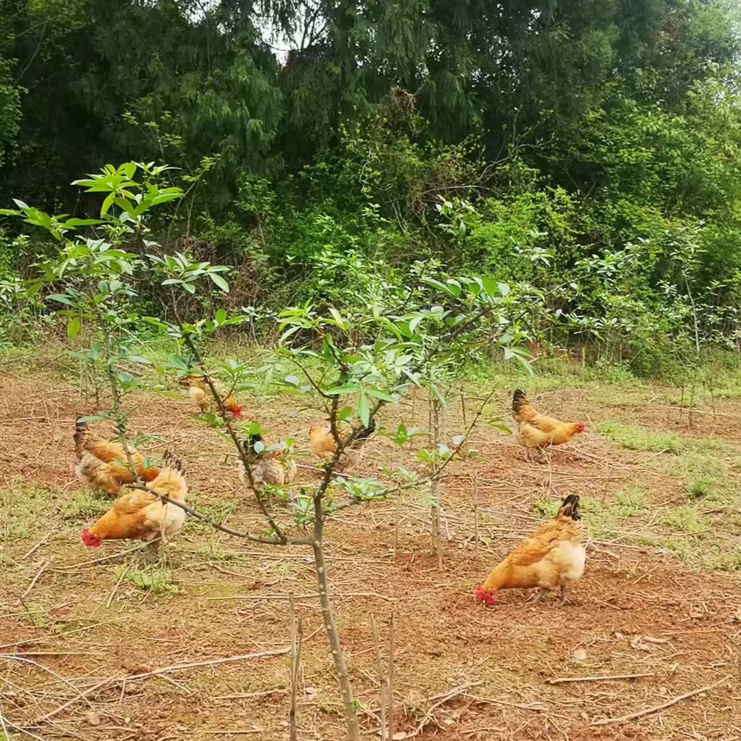 旺丛剑门关土母鸡 3斤左右，原生态全粮散养健康 包冰率不含冰