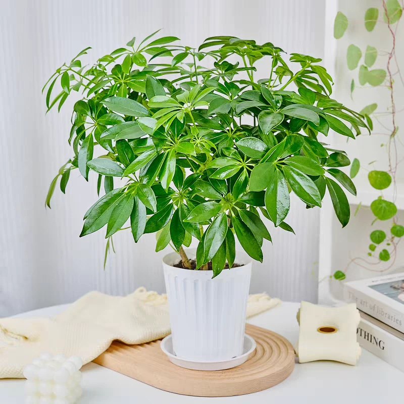 鸭掌木客厅办公室八方来财绿植盆栽 新疆包邮