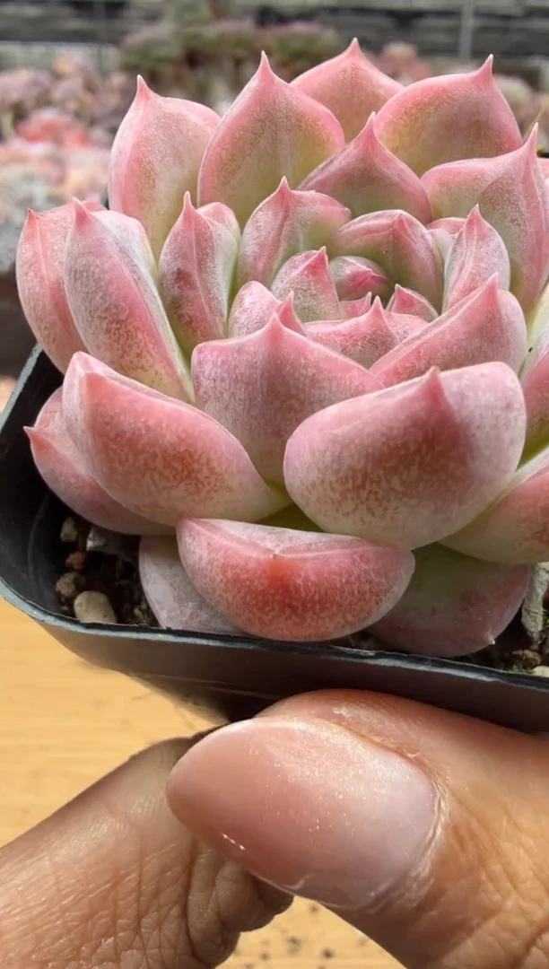 东云多肉园二店-200