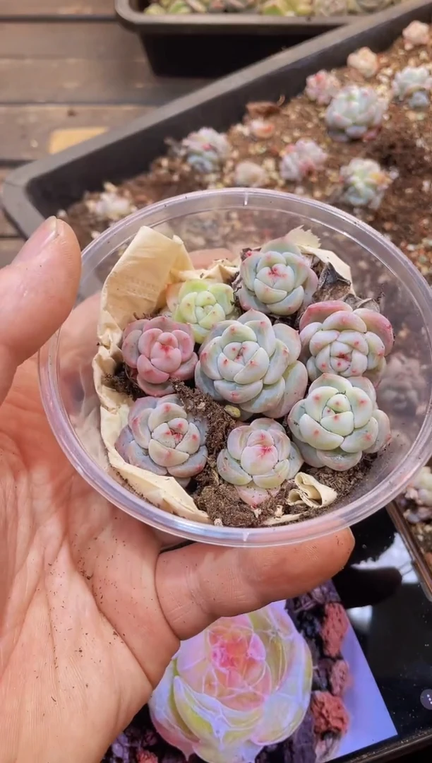 【闪购商品】109胖囤量拍1盒