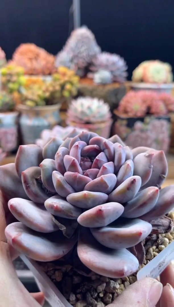 【闪购商品】1.13-80星影