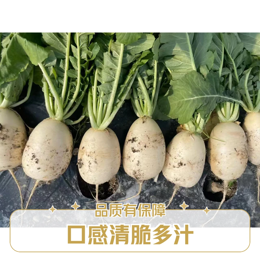 口感好耐抽薹秋高端白萝卜种子冬季全国小菜园种植椭圆形萝卜种子