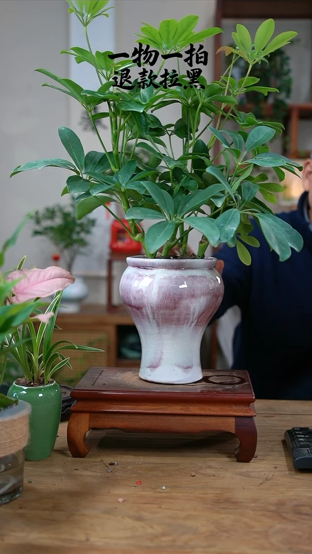 完全开放琼*i鸭脚木344