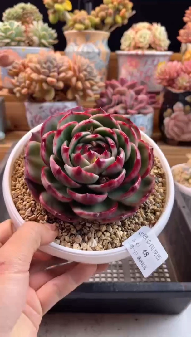 【闪购商品】2.21-48惊鸿