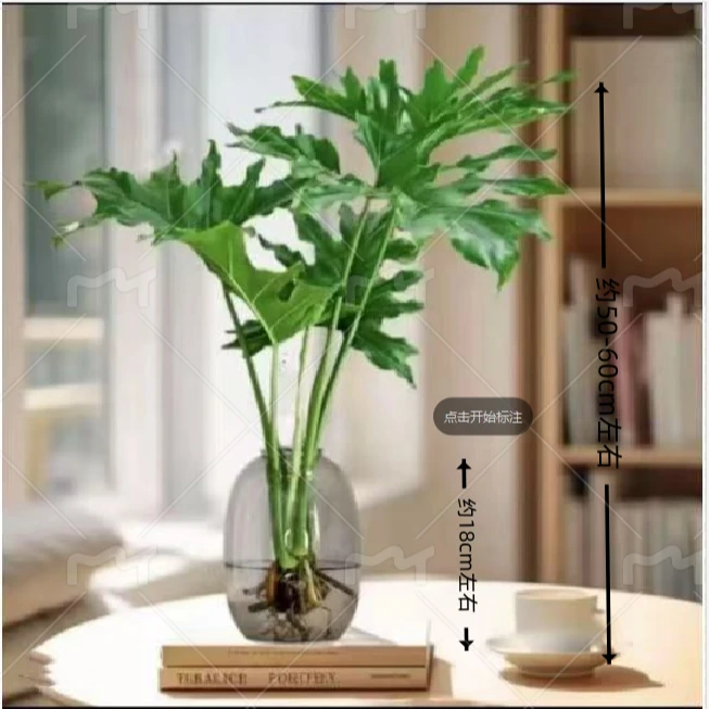 水培植物春羽【一株50CM-60CM】吸甲醛室内客厅花卉盆栽四季好养