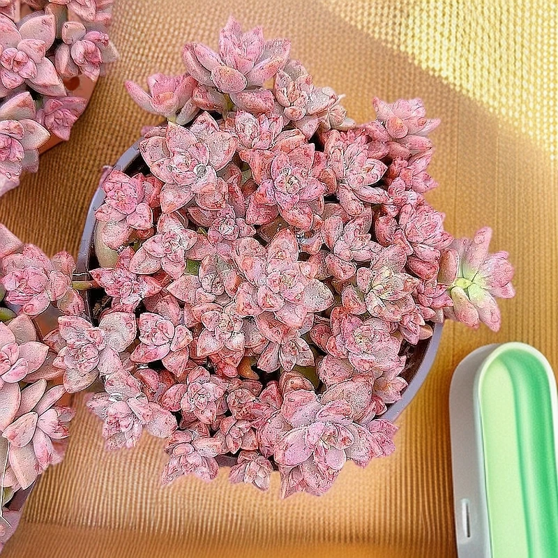 散群姬胧月带盆 小谢多肉多肉植物庭院空气耐旱上盆种植