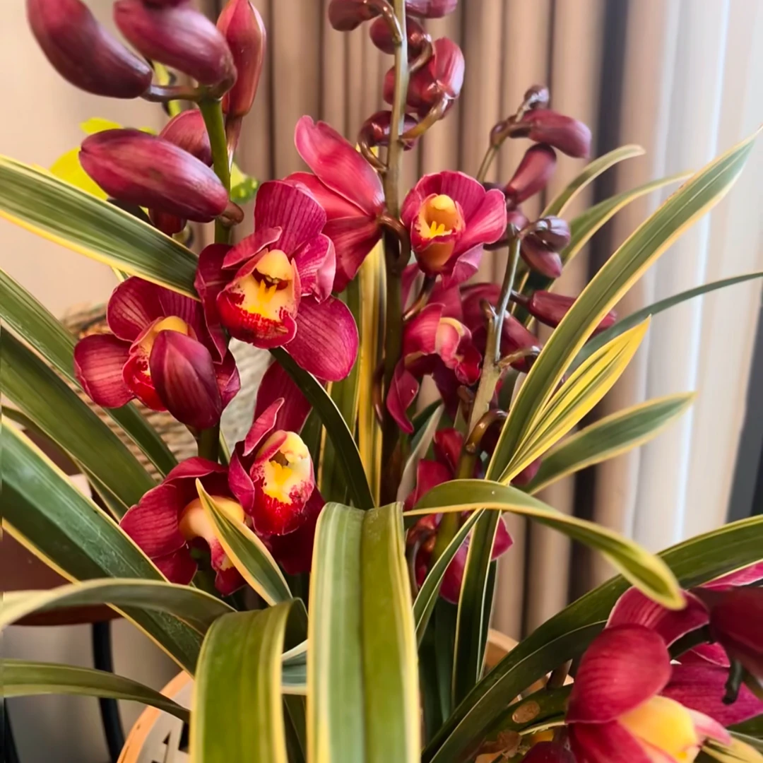 《金边红袍》红色系桌面室内年宵花盆栽大花蕙兰180口径基地直发