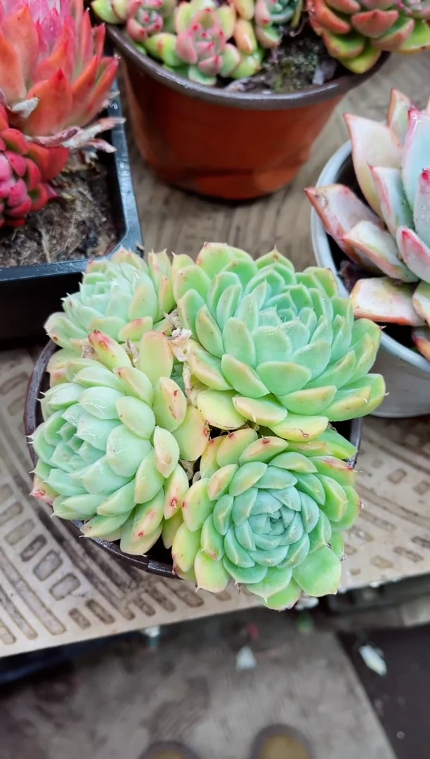 【闪购商品】22013