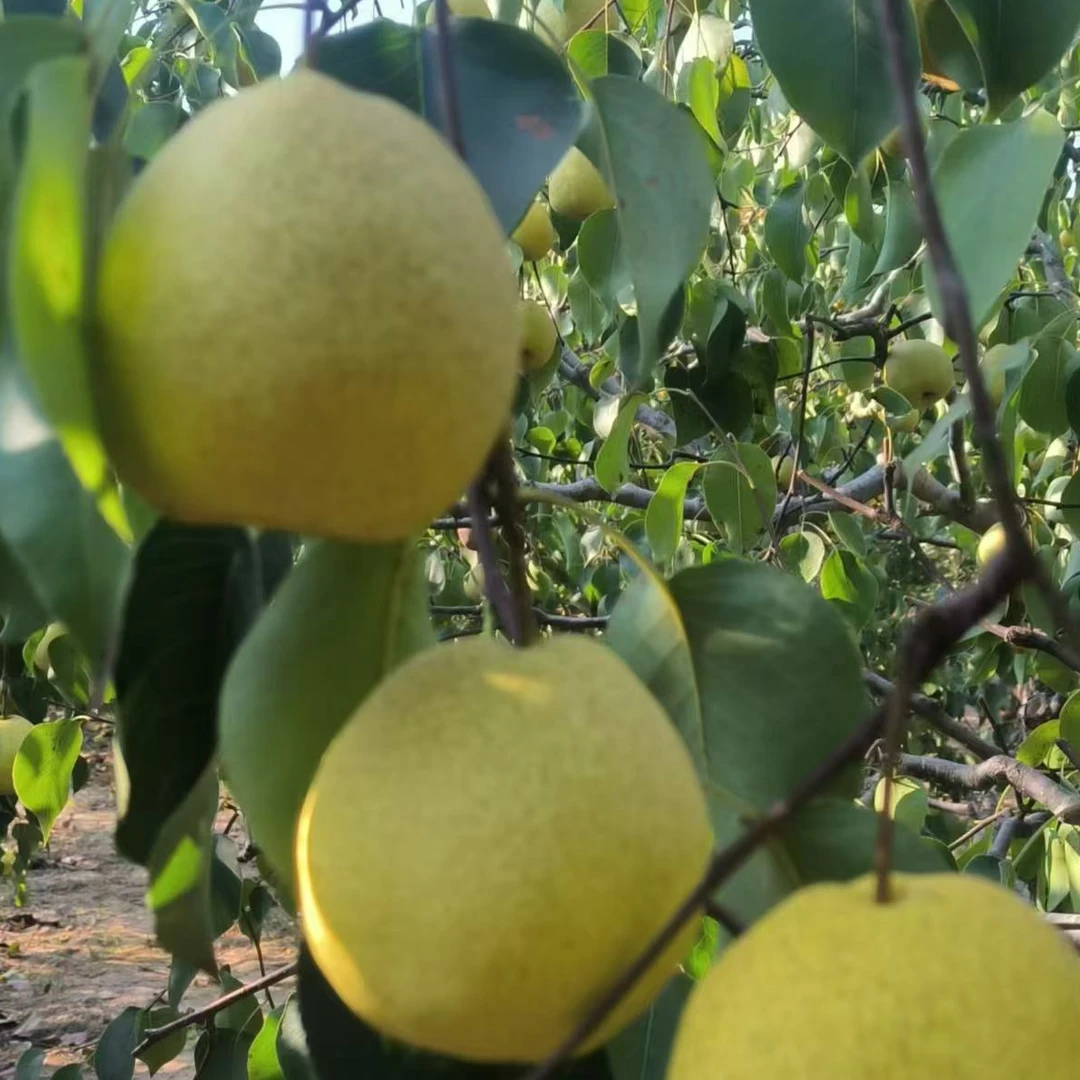 陕西（大酥梨）拍5斤送5斤到手10斤