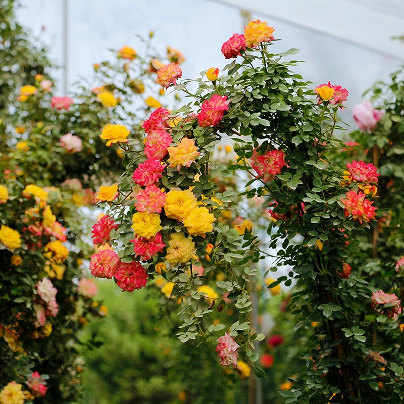 藤彩虹藤本月季爬藤植物四季开花中小花耐寒耐晒易活庭院蔷薇花苗